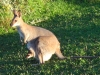 Australia Wallaby