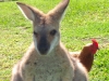 Cock-eyed Wallaby