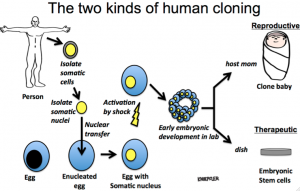 cloning human taxpayers obama funded president thanks freemantv technology embryonic controversy revive stem experiment over