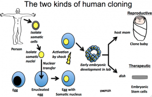 Reproductive Therapeutic Human Cloning