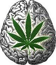 MarijuanaBrain